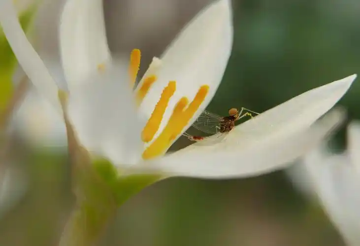 华为p40葱兰上的蜉蝣