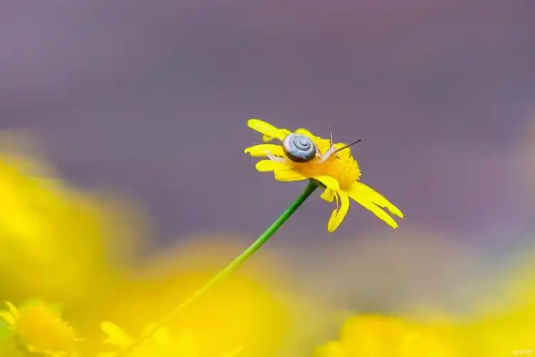 热搜冲顶植物昆虫展