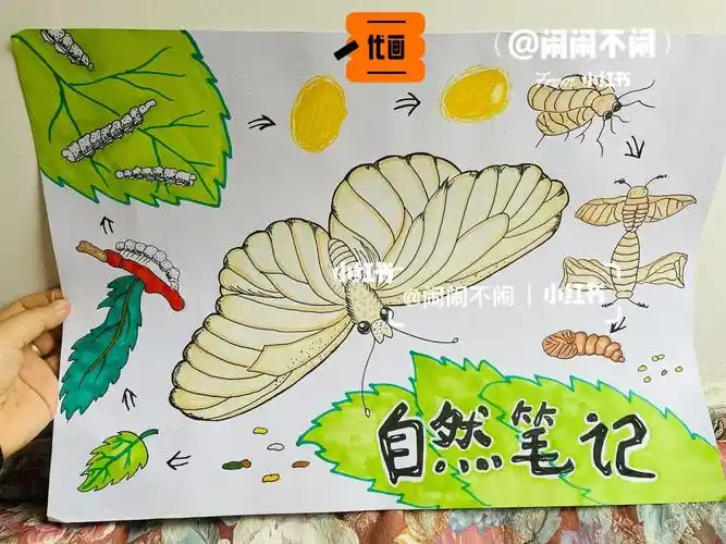 创意儿童画自然笔记绘画蚕