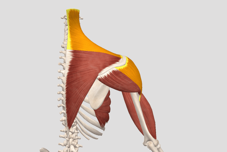 解剖干货6个动图了解肩胛带的运动形式