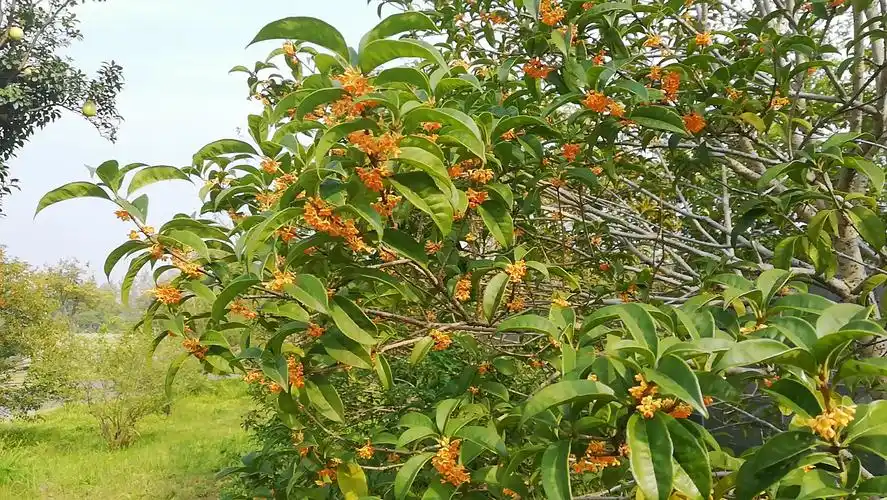 阳光下的桂花树