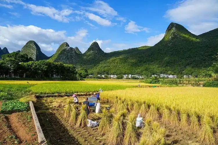 秋天最动人的色彩在万峰林丰收季