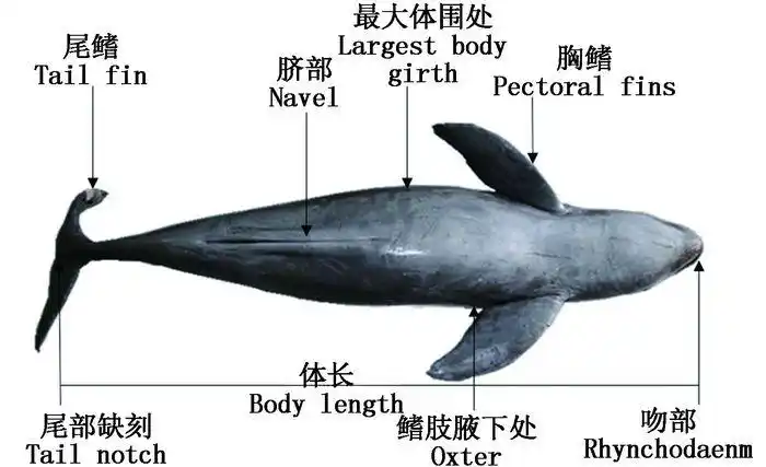 异常型窄脊江豚的体型参数及肝脏组织学分析