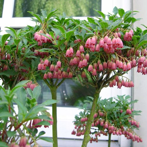 日本进口吊钟花盆栽树苗北方日式庭院耐寒吊钟时令草本花卉