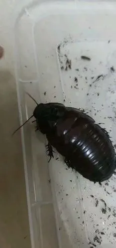 刚想使用蟑螂药却发现了这个小可爱(如图所示),蟑螂药会不会毒死她?