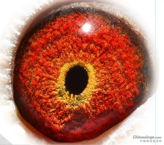 来一组高级沙眼种鸽