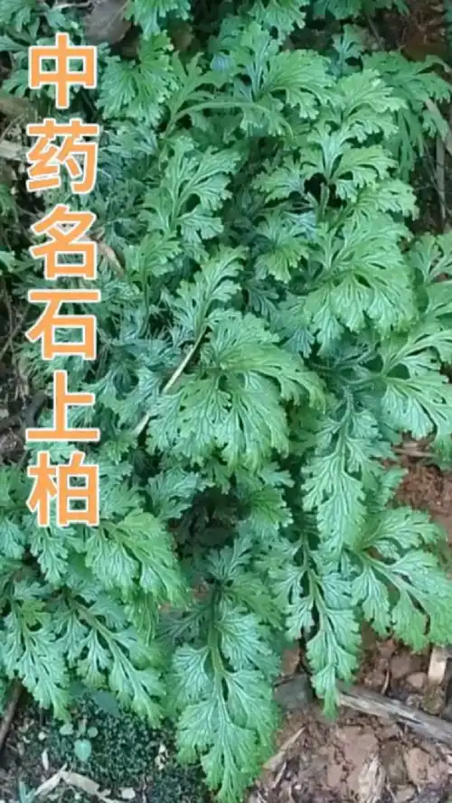 九死还魂草又叫卷柏中药名石上柏山里遇到好多野生的