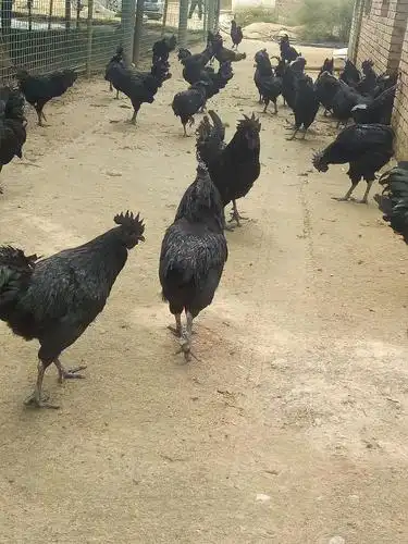 看,晋塔山上有乌鸡