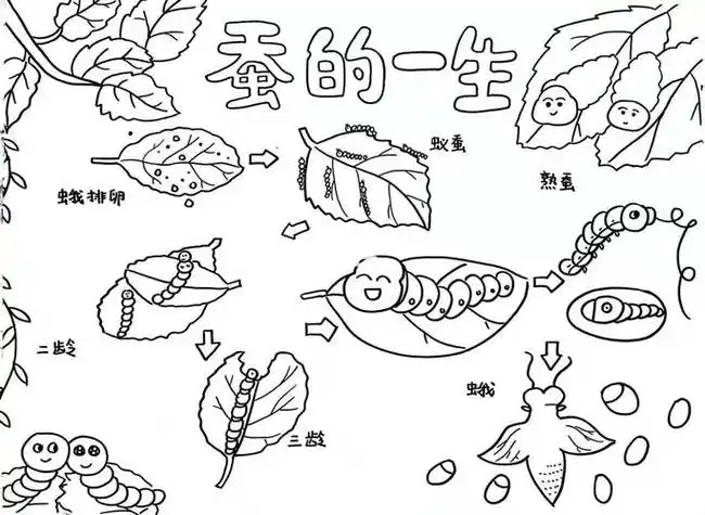 爱个性蚕宝宝手抄报版面设计图关于蚕的小报怎么画简单又漂亮简单一
