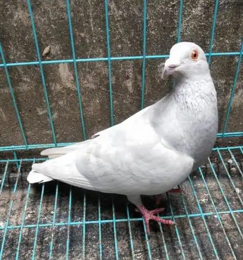 种鸽开家怎样做成功率高一点!_鸽子