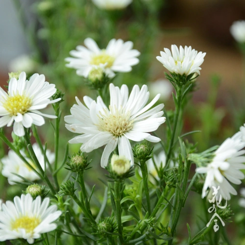 单品 孔雀草5~10枝/扎 清新淡雅温暖自然 家用鲜花