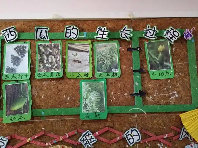 西瓜的生长过程