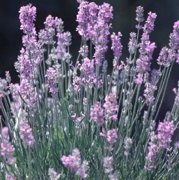 p>宽叶薰衣草(学名: i>lavandula latifolia /i> vih.
