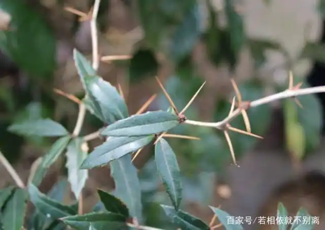 这种植物全身都是刺,人们怎么种植它