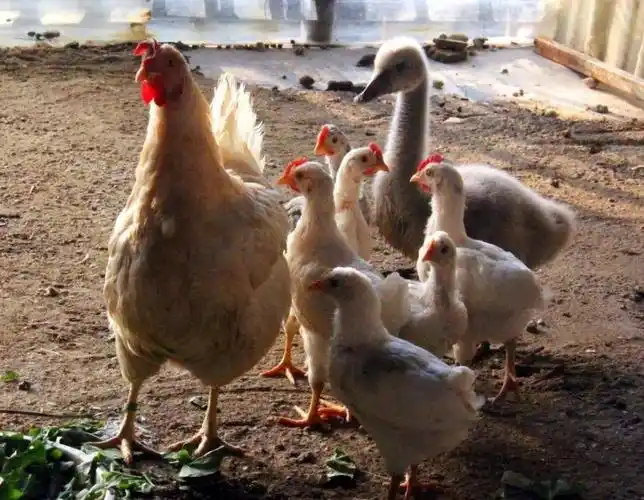 朝思暮想跃"农门",却又眷念落叶归根?