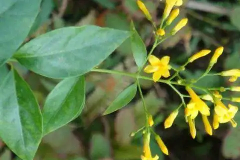 钩吻功效与作用