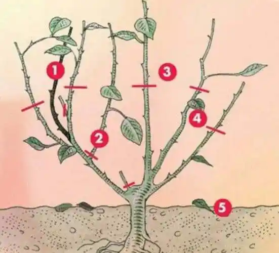 别墅庭院植物的冬季修剪月季篇