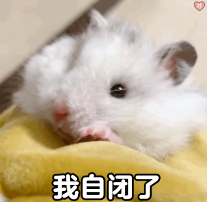 金丝熊小仓鼠表情包动图