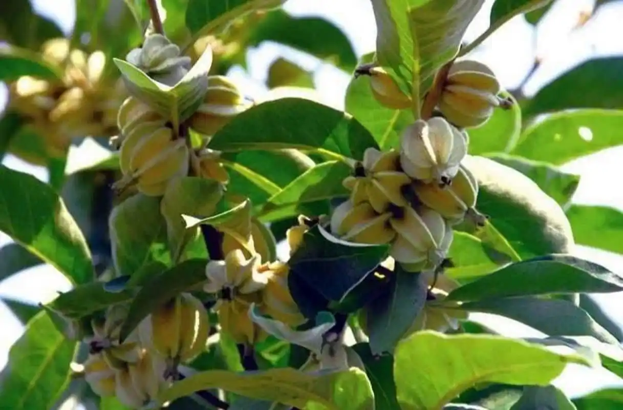 翅果油树 今日植物~ 翅果油树(elaeagnusmollisdiels)是胡颓子属植物