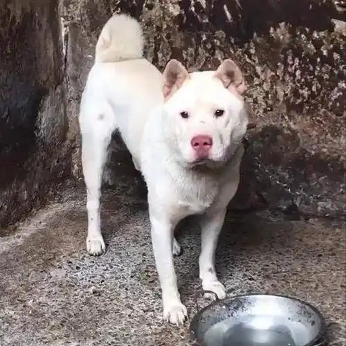 你听说过潮汕大头狗吗,它是广东潮州的本地狗,在当地也算是比较有名了