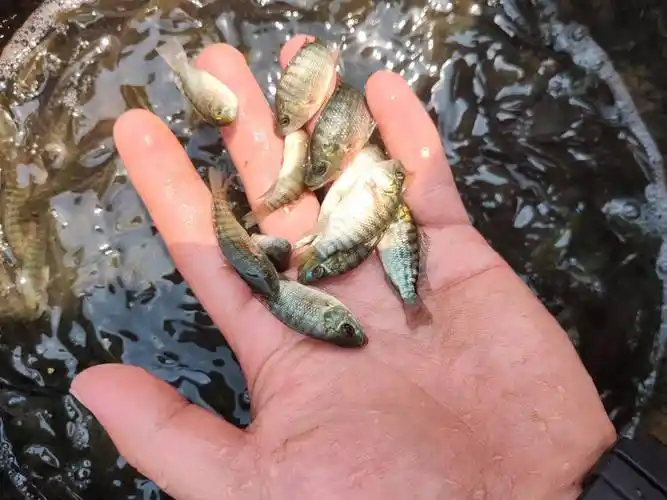 罗非苗,罗非鱼苗