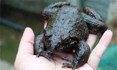 ▼石蛙小档案没错,这种食材就是生长在南方