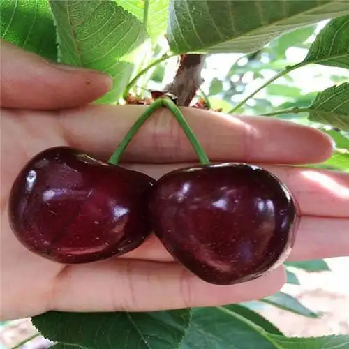 齐早樱桃属于特早熟品种,也是目前露地种植成熟较早的甜樱桃品种之一