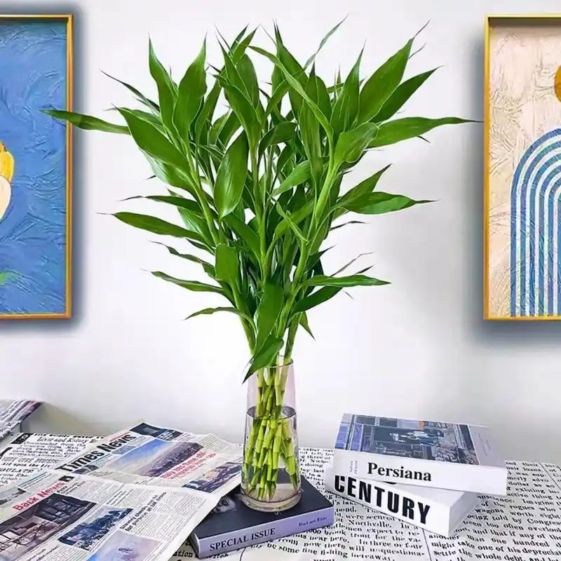 大叶富贵竹水培植物水养客厅转运竹发财绿萝竹子绿植盆栽花卉植物