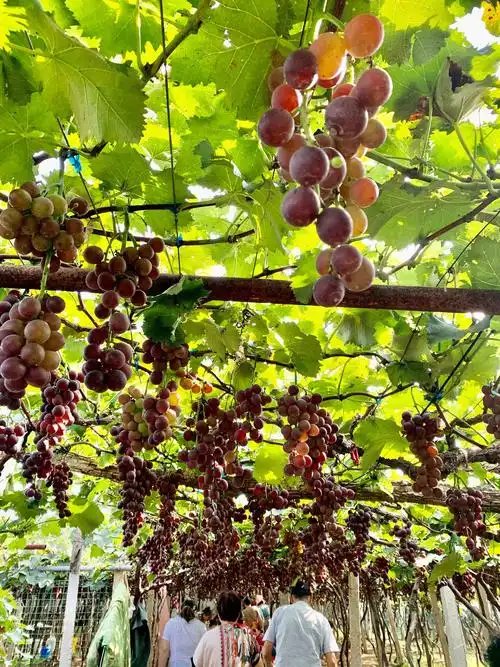 葡萄架下的浪漫