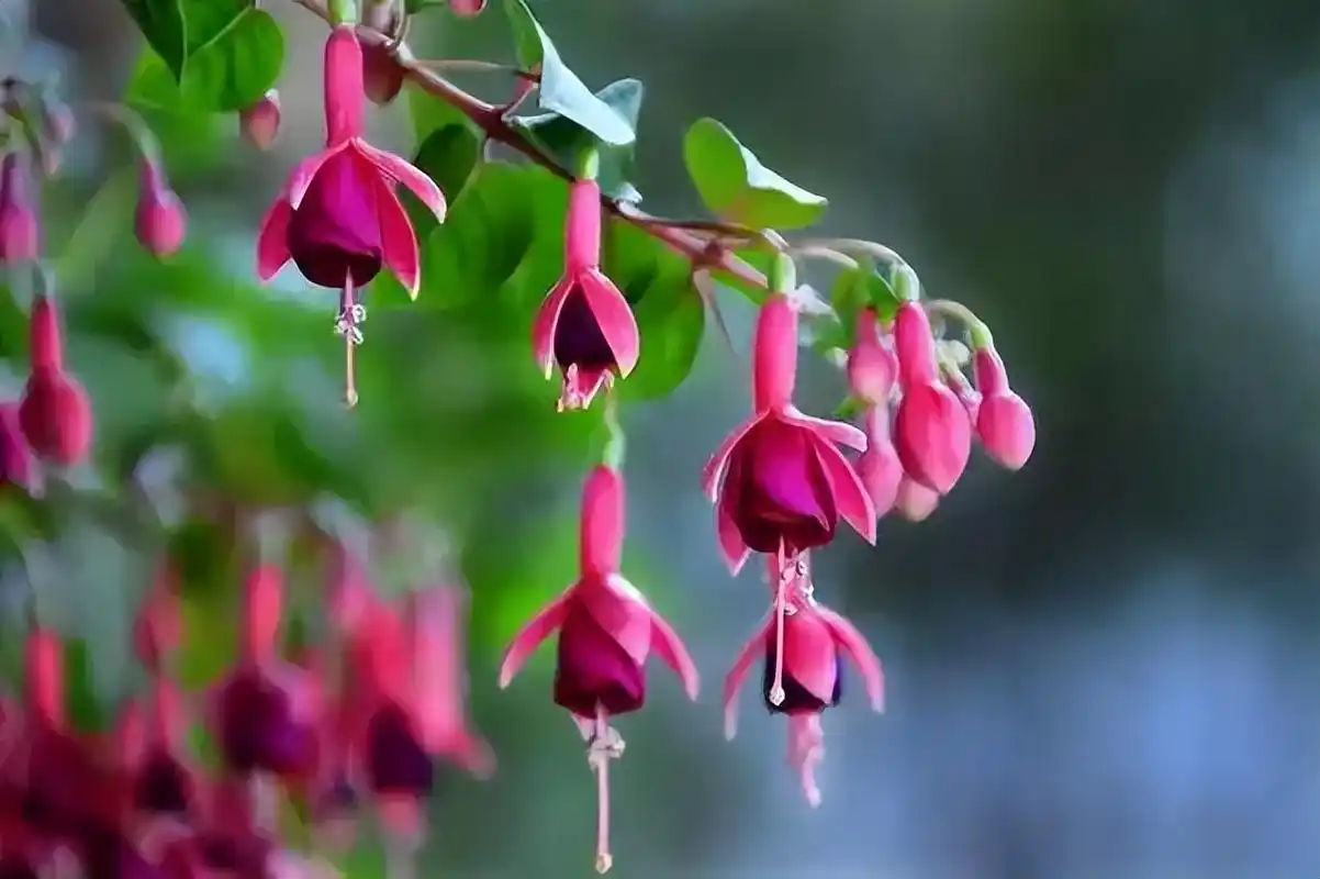 5种"垂吊花",吊着养爱爆盆,开成2米花瀑布,看着真过瘾