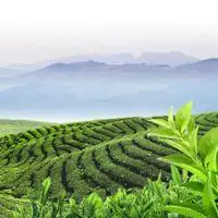 被雨淋的茶叶微信头像 下雨天的茶叶头像_微信头像图片大全