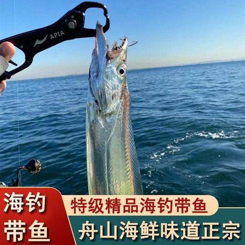 舟山海钓带鱼特级精品人工海钓小眼带鱼整条发货产地直发