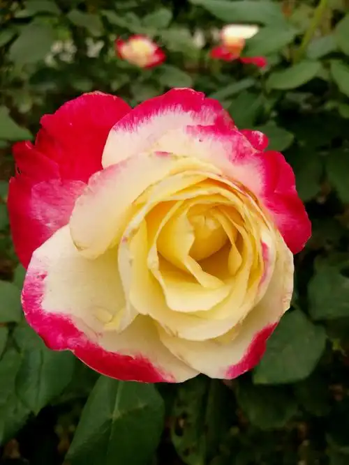 全球最著名的月季——红双喜(原创图文)