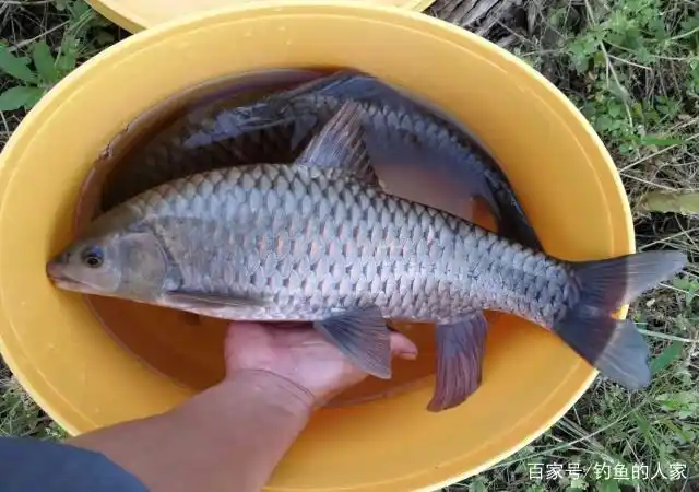 清泉溪流钓鱼,野钓溪水名贵清波鱼,还收获野生武昌鱼和野生草鱼