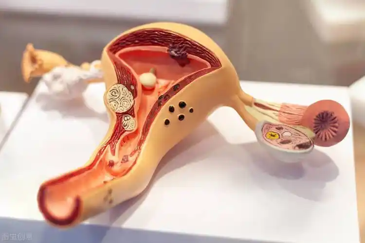 女人一生有多少个卵子女性排卵时间