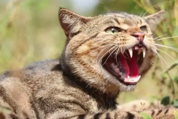 在农村里一直流传着野狸子捕食家猫的故事,野狸子是