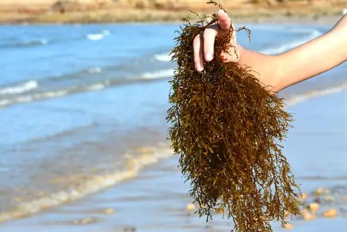 捡到一捆纯正的海草
