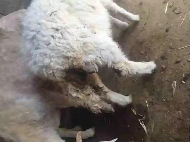 四个月大的羊羔轻微拉稀好长时间有时候拉有时候好