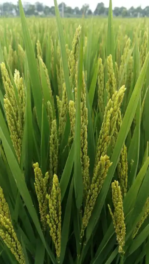 阜宁农委示范田表现.