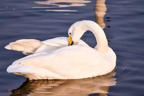 大天鹅又叫白天鹅,体长1.5米,体重可超10千克.