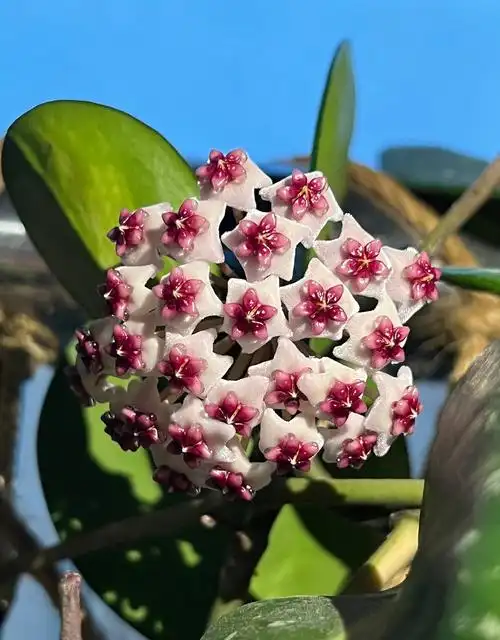 耐阴又爱开花的植物—镜叶球兰,观叶赏花又闻香,北阳台也能养