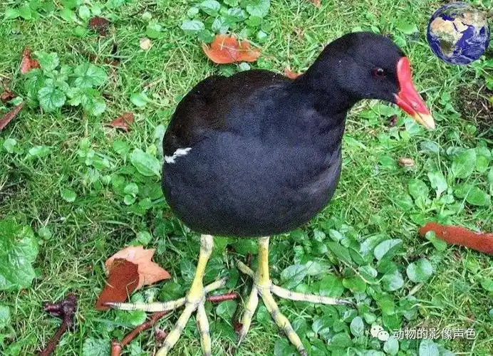 苏北一带有一种会游泳的鸡,浑身乌黑只有头是红的