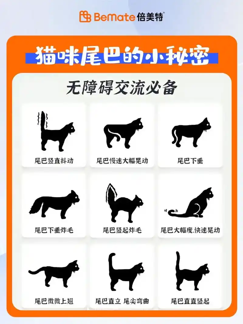 揭秘猫咪尾巴的神秘语言!干货,学会了能够更好地与猫咪沟通,减 - 抖音