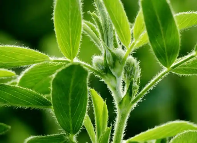 苜蓿除了作为牧草种植外,其嫩叶也有非常好的食用价值,营养丰富,口感