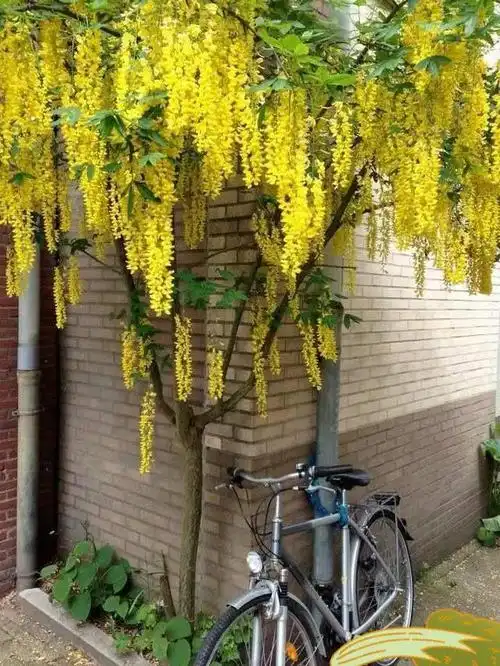 神仙掉落人间的"金链子"——苏格兰金链树