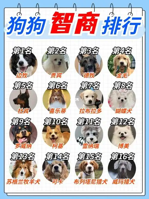 狗狗智商排名榜快看你家狗狗排名第几名63