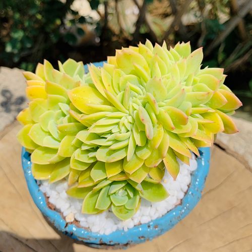 百汇三色堇缀化精品多肉植物防辐射盆栽办公室绿植肉肉植物好养