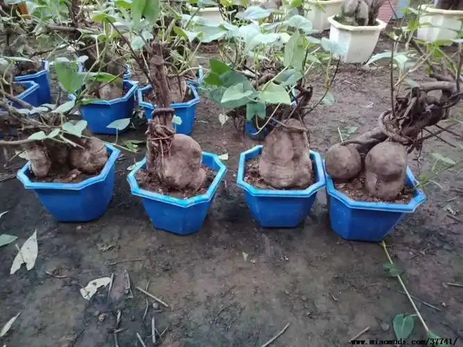 图片展示何首乌基地