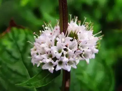 养盆驱蚊植物,过好清凉一夏