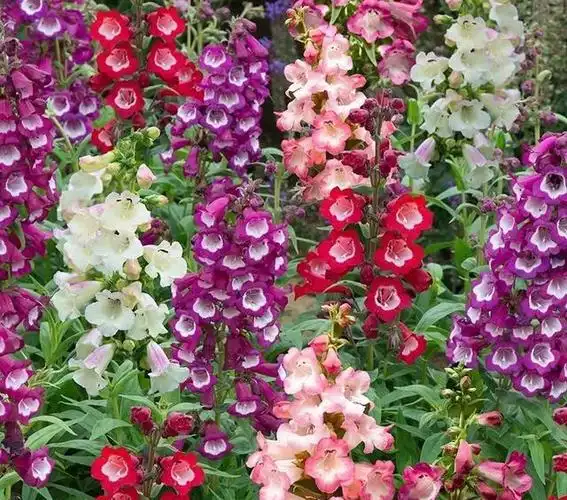 春季开出一串串钟型小花钓钟柳适合养成盆栽的多年生草花